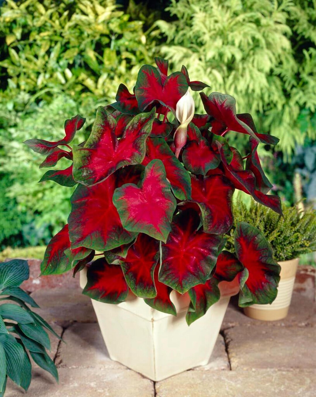 Red Rumbling Rumbling Red Caladium Bulbs 5PCS | Fancy Color Shade Plant - Etsy