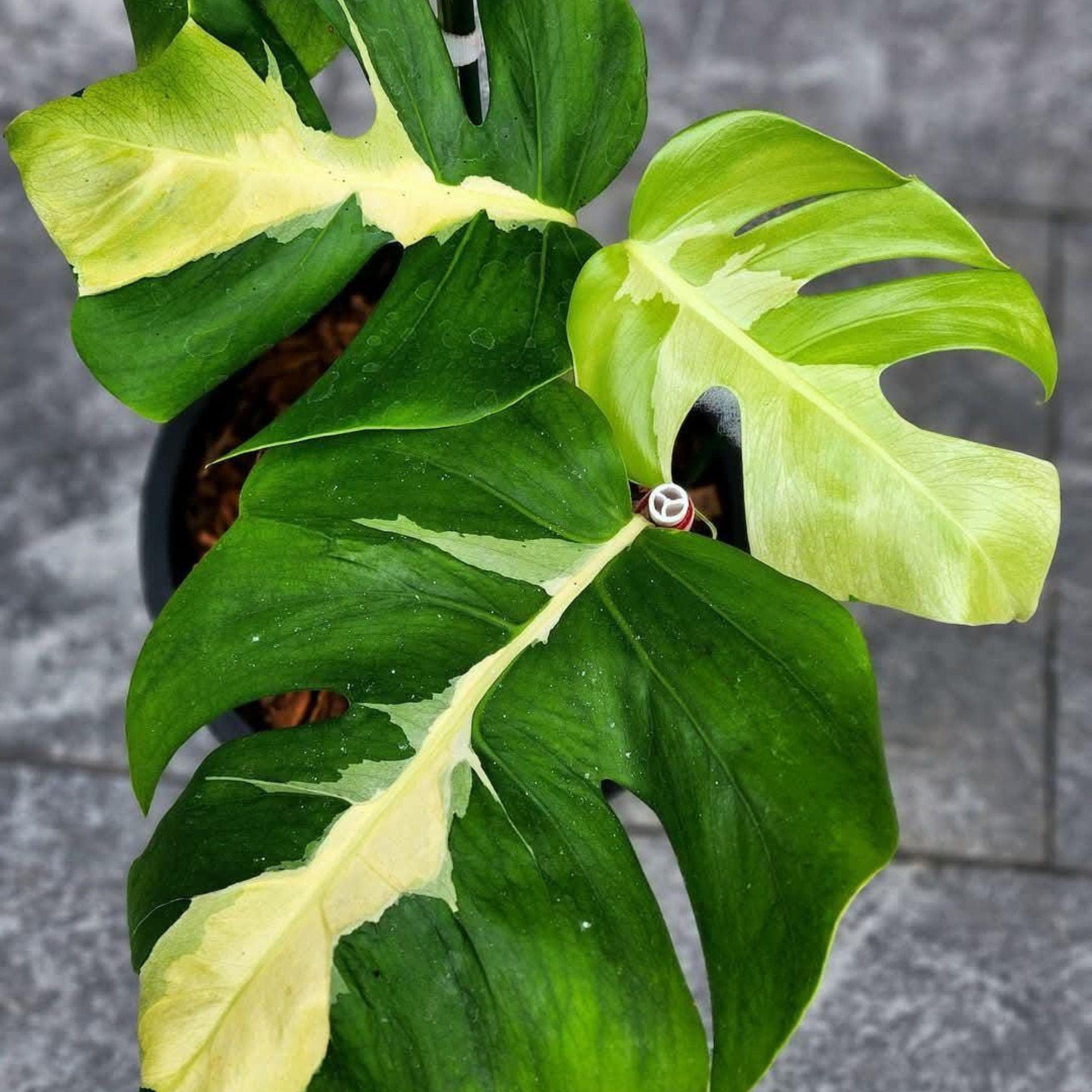 Monstera white lava - Etsy 日本