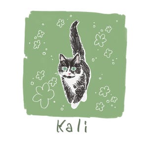 May include: A digital illustration of a black and white cat with green eyes, positioned on a sage green square background decorated with white line-art flowers and small circles. The name Kali is written in dark green text below the cat.