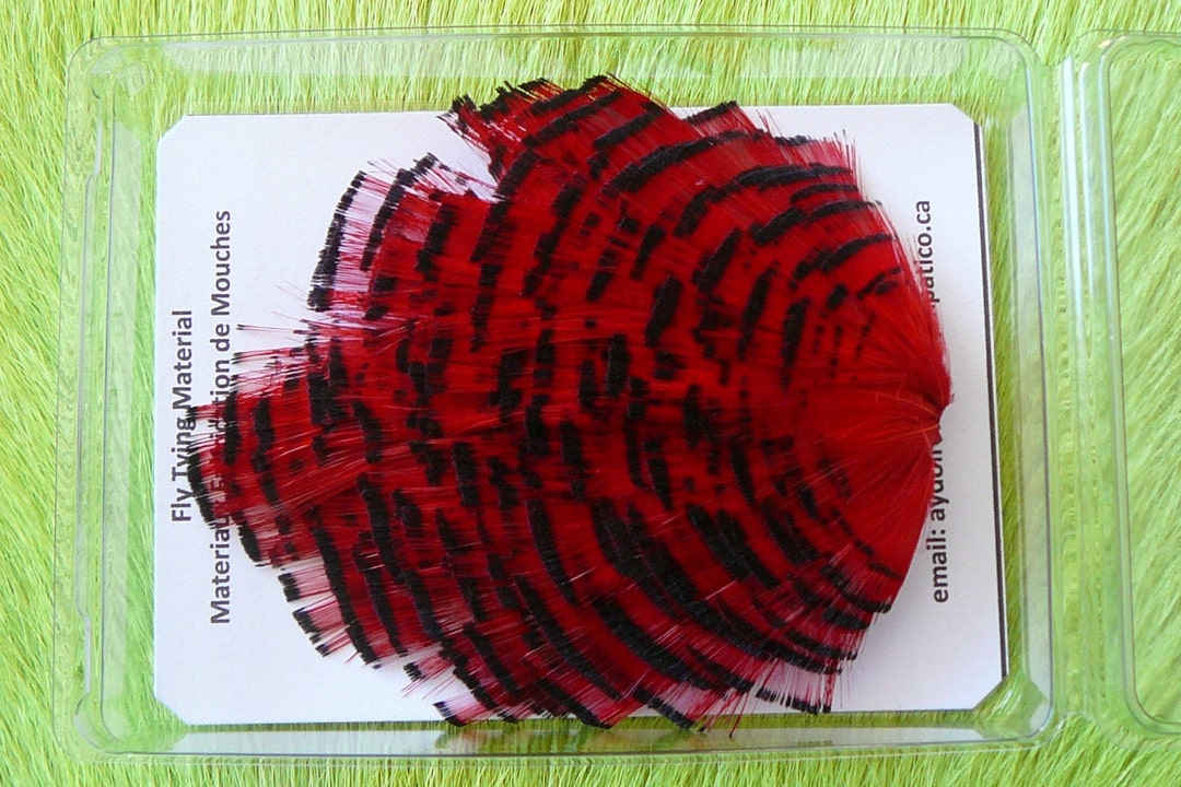 Fly Tying Material. feather. Golden Pheasant Etsy