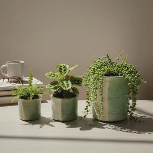 以下が含まれることがあります： 緑の葉を持つ3つの鉢植え。鉢は、テクスチャ加工された仕上げの明るい緑色です。植物は明るい色の表面に配置されています。マグカップ、メガネ、本が背景にあります。