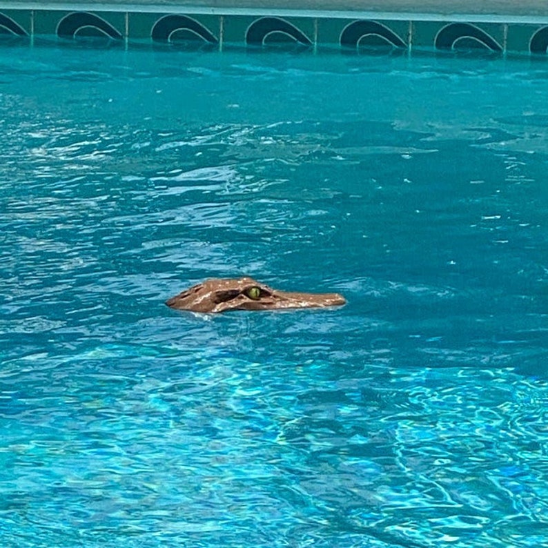 May include: A brown alligator head with green eyes floats in a blue swimming pool.