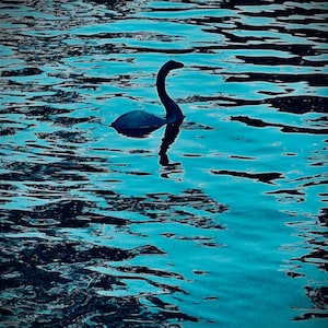 K&ouml;nnte beinhalten: Ein schwarzer Schwan mit langem Hals schwimmt in einem blauen und gr&uuml;nen Gew&auml;sser. Das Wasser wellt sich und reflektiert das Licht.