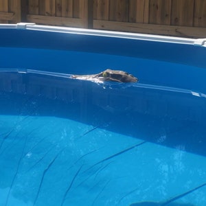 Floating Alligator Pool Thermometer image 4