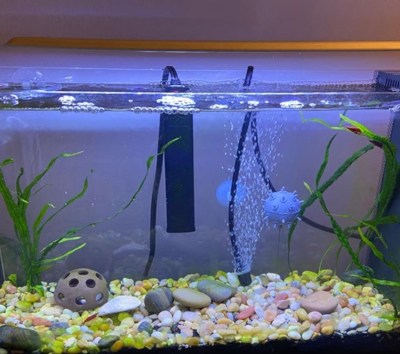 May include: A fish tank with a black heater, a blue air stone, and a variety of green plants. The tank is filled with clear water and has a layer of small, colorful pebbles on the bottom.