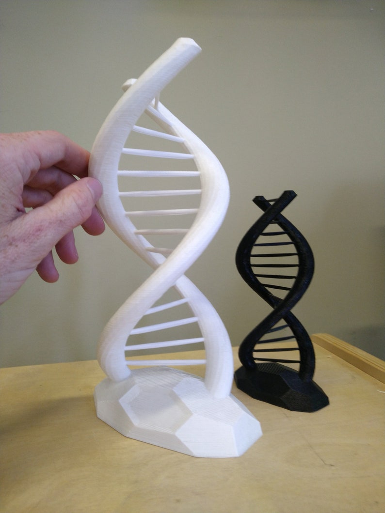 Extra Large DNA Double Helix Science Gift 3D Printed image 1