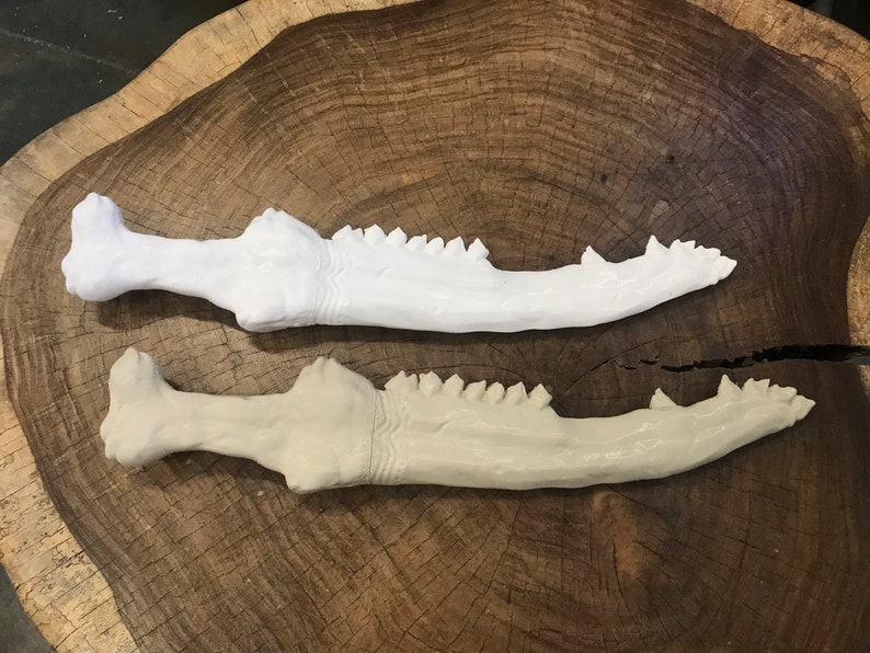 May include: Two ceramic dinosaur jaw models, one white and one beige, on a wooden surface. The models are detailed with teeth and ridges.