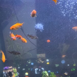 May include: A fish tank with a variety of goldfish and other fish swimming around. There is a decorative ball in the tank and a small rock structure at the bottom.
