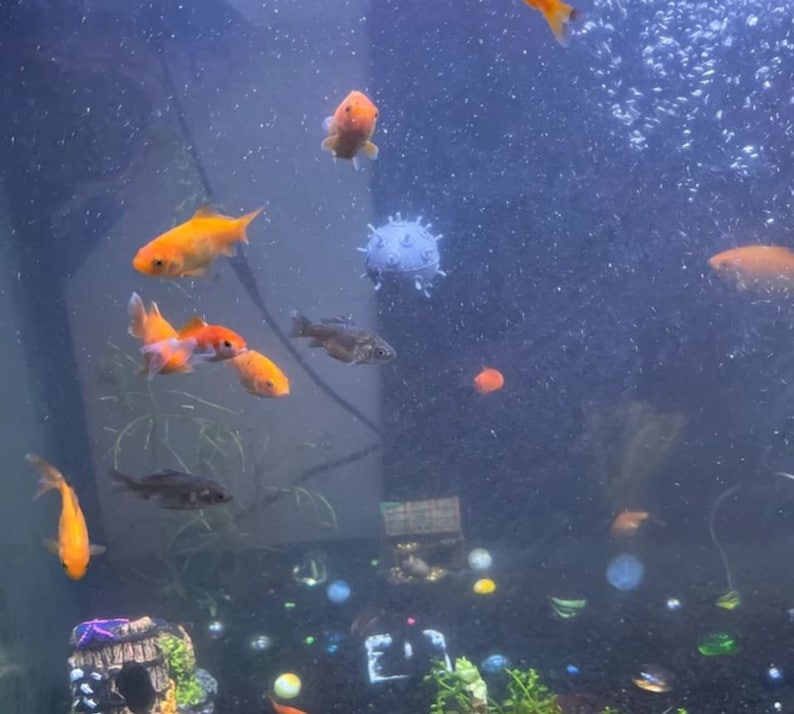 May include: A fish tank with a variety of goldfish and other fish swimming around. There is a decorative ball in the tank and a small rock structure at the bottom.
