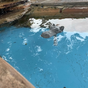 May include: A gray hippopotamus head pool float in a blue swimming pool. The pool is surrounded by stone and concrete.