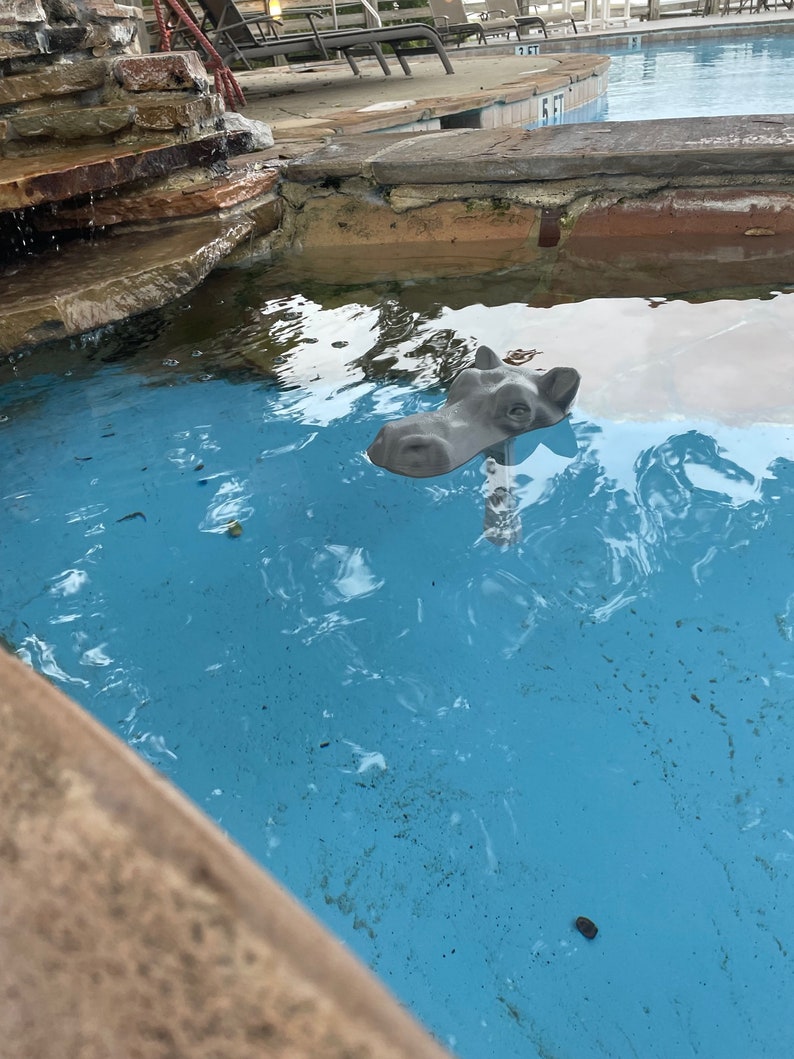 May include: A gray hippopotamus head pool float in a blue swimming pool. The pool is surrounded by stone and concrete.
