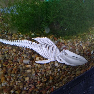 May include: White plastic whale skeleton model resting on a bed of small, colorful pebbles. The skeleton is posed as if swimming, with its tail and fins extended.
