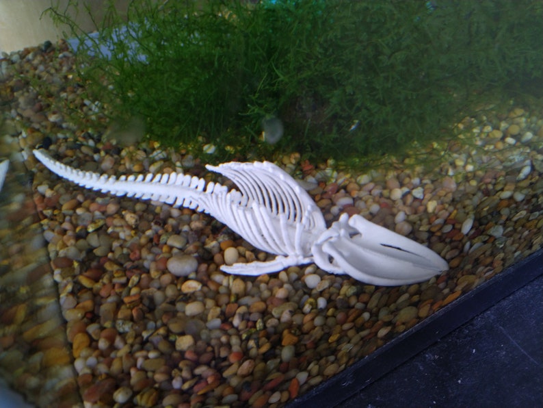 May include: White plastic whale skeleton model resting on a bed of small, colorful pebbles. The skeleton is posed as if swimming, with its tail and fins extended.