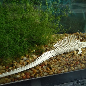 May include: A white plastic skeleton of a fish in a fish tank with green plants and small rocks.