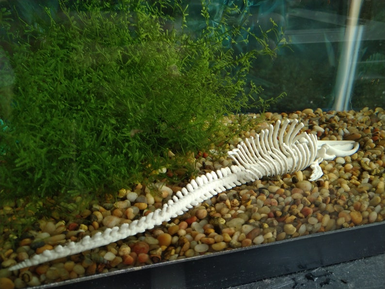 May include: A white plastic skeleton of a fish in a fish tank with green plants and small rocks.
