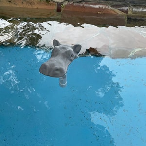 Floating Hippo Pool Thermometer image 4