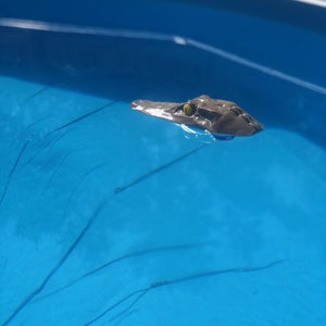 May include: A small alligator with a yellow eye floats in a blue swimming pool.