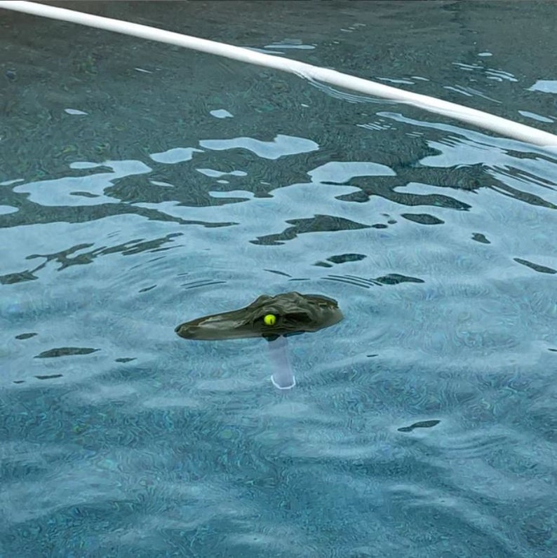 May include: A green alligator head pool float with a yellow eye. The float is partially submerged in a blue swimming pool.