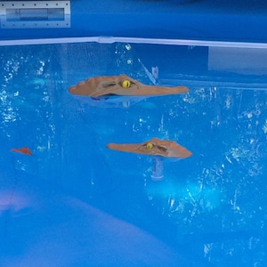 May include: Two brown alligator-shaped pool toys float in a blue inflatable pool. The toys have yellow eyes and are partially submerged in the water.
