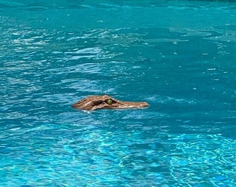 Floating Pool Alligator