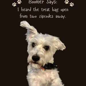 Puede incluir: Un perro blanco con una oreja levantada y otra doblada, que lleva un pañuelo estampado y un collar negro. Sobre el perro, el texto dice: Boomer Says: I heard the treat bag open from two zipcodes away, flanqueado por iconos de huellas.