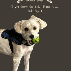 Może przedstawiać: Biały pies w niebiesko-czarnych szelkach, trzymający w pysku jaskrawozieloną piłkę. Nad psem znajduje się tekst: Boomer says: If you throw the ball, I'll get it ... and keep it. Tło ma jednolity, ciemnoszary kolor.