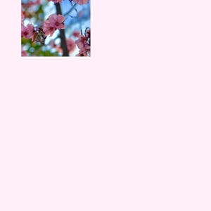 Kirschblüte Journal Printable | Gartenarbeit Notizen | Spiegelbild | Weiches Blumen Schreibpapier | 4 PNG-Dateien | 8,5x11 PDF Download