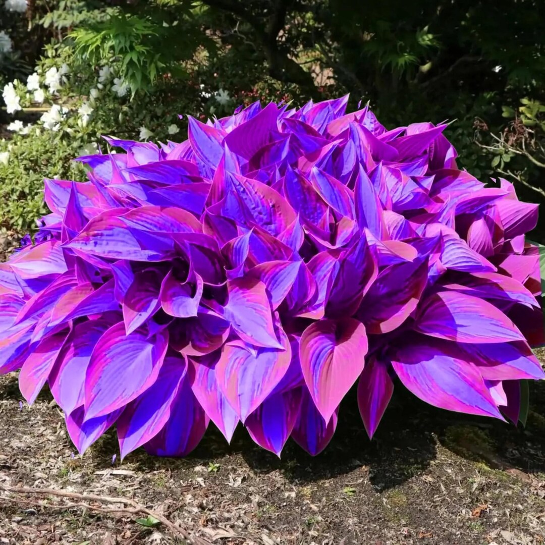Pretty In Pink Hosta Pink 200+ Seeds Perennial Hosta Flower Seed for Planting Outdoors ...