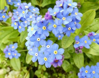 Semi di Non ti scordar di me / Fiore selvatico perenne azzurro cielo, da giardino, per bomboniere commemorative