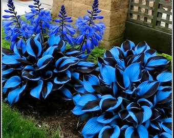 Bulbos de Hosta azul medianoche perenne, planta de jardín resistente a la sombra (3 bulbos)