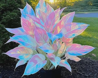 Bulbos de Hosta Gigante Resistente (Paquete de 4) / Plantas Perennes de Sombra / Flores de Jardín Fáciles de Cultivar / Follaje Verde Exuberante / Plantas de Exterior de Bajo Mantenimiento