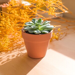 May include: A small green succulent plant potted in a plain terracotta clay pot. The plant features thick, fleshy, pointed leaves arranged in a rosette pattern. The text "Sun & Petal" is printed in white in the bottom left corner of the image.