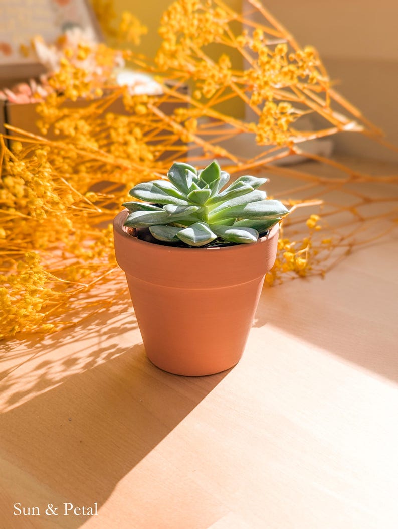 May include: A small green succulent plant potted in a plain terracotta clay pot. The plant features thick, fleshy, pointed leaves arranged in a rosette pattern. The text "Sun & Petal" is printed in white in the bottom left corner of the image.