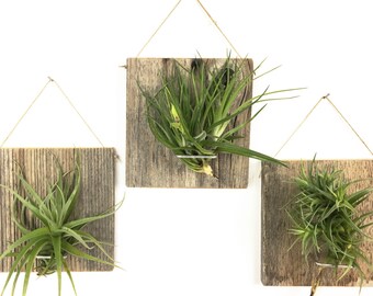 Air plant holder  Etsy