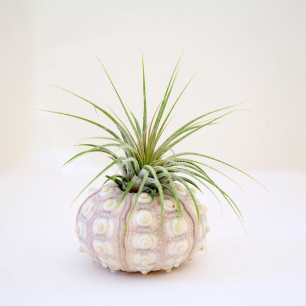 Air plant and a sea urchin - perfect together