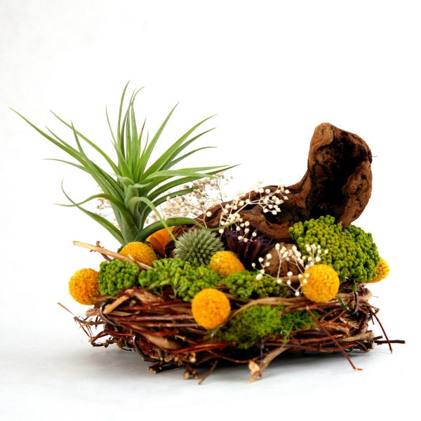 Air Plant - A lovely nest of dried florals & polished grapevine branch provide a cozy home for your air plant.