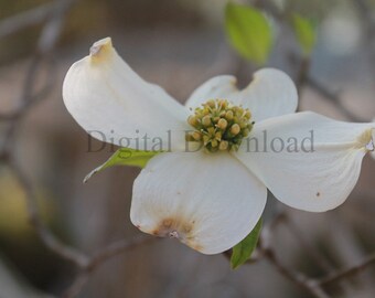 Dog wood flower digital download JPEG file