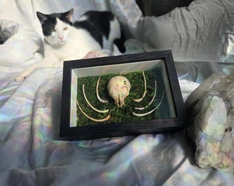 Authentic Bone Shadow Box Art | Gothic Home Decor | Oddities and Curiosities