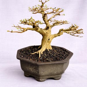 Imagen real de un bonsái vivo de Premna Microphylla de tamaño pequeño.