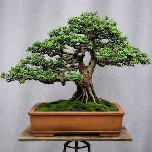 Bonsai Tree 30 Years Old - Etsy