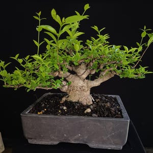 Bonsai vivo de Wrightia religiosa | Tronco maduro, tamanho pequeno