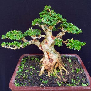 Árvore de bonsai real Pict Premna Microphylla | Tamanho Mame - Tronco Maduro