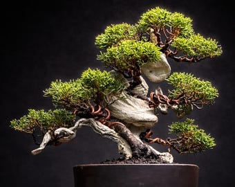 Juniperus  Sarghenti Itoigawa Tanuki Bonsai Tree