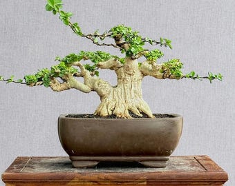 Premna Microphylla Árbol Bonsái Vivo