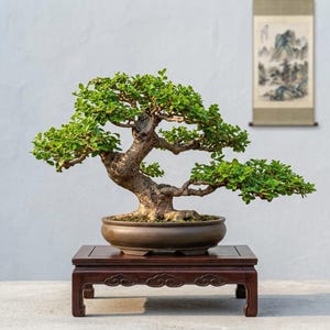 Pode incluir: Um bonsai com um tronco castanho espesso e texturizado e folhas verde-vibrantes, plantado num vaso de cerâmica oval castanho-escuro pouco profundo. A árvore repousa sobre um suporte retangular de madeira escura com pernas esculpidas.