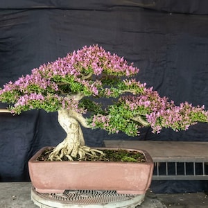Op de afbeelding: Een bonsai met een dikke, getextureerde, lichtgekleurde stam en blootliggende wortels, geplant in een rechthoekige bruine keramische pot. De boom heeft dicht groen blad en talloze kleine, felroze bloemen verspreid over de brede takken.