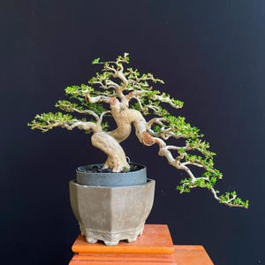 Premna Microphylla Bonsaï vivant – Style semi-cascade – Petite plante tropicale d'intérieur