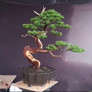 Bonsai di Juniperus Chinensis vivo, vero e proprio.
