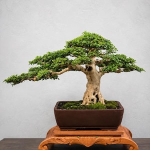 Pode incluir: Um bonsai com um tronco grosso e texturizado de cor castanho-claro e folhagem verde densa, plantado num vaso retangular de cerâmica castanho-escuro. O vaso repousa sobre um suporte de madeira decorativo com pernas esculpidas e acabamento liso.
