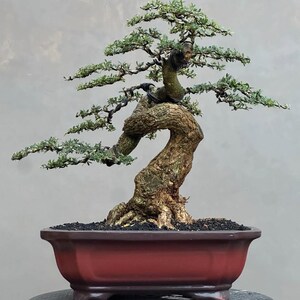 Pode incluir: Uma árvore bonsai com um tronco espesso e texturizado e pequenas folhas verdes. A árvore é plantada em um vaso retangular marrom-avermelhado. Os galhos da árvore se estendem para fora, criando uma forma artística única.